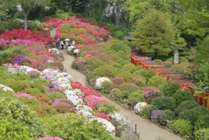 ［6］目にも鮮やかな早咲きのツツジ