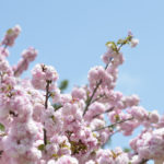 ［6］遅咲きの八重桜にバッタリ遭遇！！