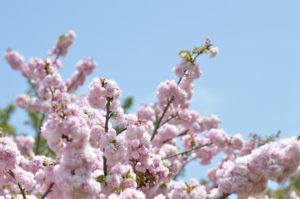 ［6］遅咲きの八重桜にバッタリ遭遇！！