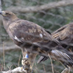 ［6］大空を翼はためかせ。