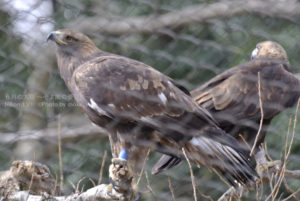 ［6］大空を翼はためかせ。