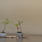 ［6］盆栽の世界にズームイン