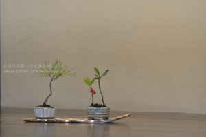 ［6］盆栽の世界にズームイン