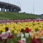 ［6］チューリップ越しにスカイツリーを望む
