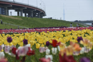［6］チューリップ越しにスカイツリーを望む