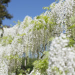 ［6］もう一つの藤色に魅了されて