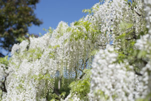 ［6］もう一つの藤色に魅了されて