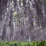 ［6］世界が息を呑んだ藤に酔わされた！！