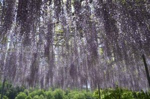 ［6］世界が息を呑んだ藤に酔わされた！！