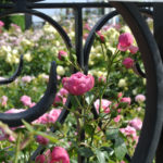 ［6］見頃を迎えた、春の薔薇！