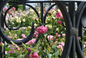 ［6］見頃を迎えた、春の薔薇！