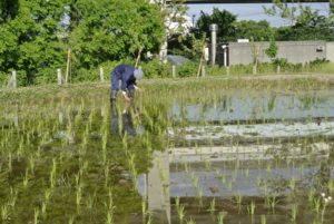 ［6］田植えの季節、豊作の願いを込めて！