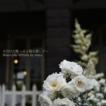 ［6］旧古河庭園で春バラと洋館のコラボレーションを撮影