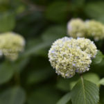 ［6］紫陽花が色づき始めました