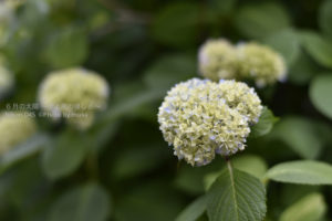 ［6］紫陽花が色づき始めました