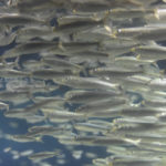 ［6］葛西臨海公園でNikon　D4Sの高感度適正を堪能