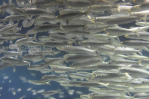 ［6］葛西臨海公園でNikon　D4Sの高感度適正を堪能