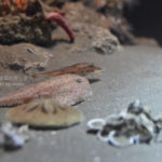 ［6］深海の生き物って、姿かたちが変わっていますよね！