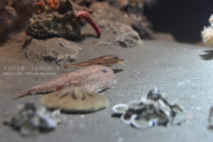［6］深海の生き物って、姿かたちが変わっていますよね！