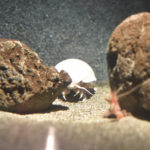 ［6］5年絶食のダイオウグソクムシ！？