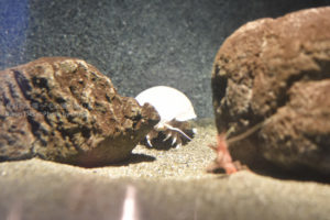 ［6］5年絶食のダイオウグソクムシ！？