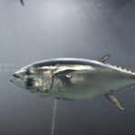 ［6］海の宝石、クロマグロの姿を見た！！