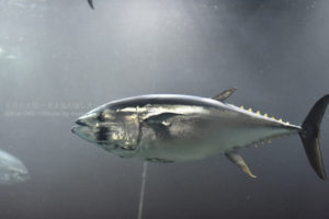 ［6］海の宝石、クロマグロの姿を見た！！