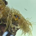 ［6］ファインディング ニモ、in 葛西臨海水族園