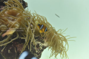 ［6］ファインディング ニモ、in 葛西臨海水族園