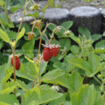 ［6］幸運を呼ぶハーブ、ワイルドストロベリー