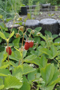 ［6］幸運を呼ぶハーブ、ワイルドストロベリー
