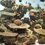 ［6］竜宮城にきたみたい！