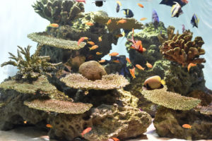 ［6］竜宮城にきたみたい！