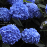 ［6］飛鳥山公園の紫陽花も見頃を迎えています