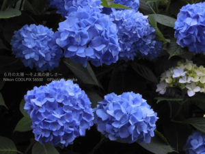 ［6］飛鳥山公園の紫陽花も見頃を迎えています