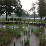 ［6］葛飾菖蒲まつりが・・・残念。。