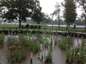 ［6］葛飾菖蒲まつりが・・・残念。。