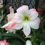 ［6］近所に咲いてた美しい花！