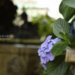 ［6］白山神社と紫陽花