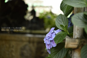 ［6］白山神社と紫陽花