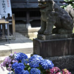 ［6］沢山の人が訪れる文京あじさいまつり