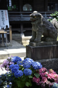 ［6］沢山の人が訪れる文京あじさいまつり