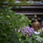 ［6］アジサイ寺、本土寺の紫陽花も今が見ごろです！