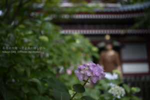 ［6］アジサイ寺、本土寺の紫陽花も今が見ごろです！