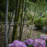 ［6］本土寺で初夏の彩りを感じる