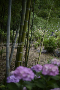 ［6］本土寺で初夏の彩りを感じる