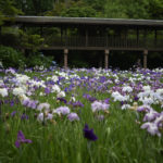 ［6］本土寺で見つけた秘密の花園