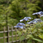 ［6］紫陽花の名所を周ってきました