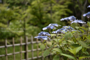 ［6］紫陽花の名所を周ってきました