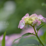 ［6］お寺の朱色は紫陽花とベストマッチ！